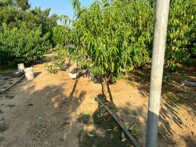 桃園新屋農地-5